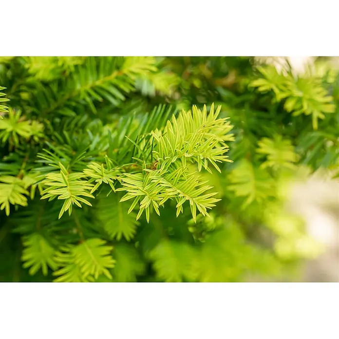 Pflanzen für dich Becher-Eibe 25-30 cm - Taxus baccata 'Washingtonii', Aktuelle Wuchshöhe: 25 cm - 30 cm - Helles grünes neues Blattwerk mit zarten Nadeln, in Nahaufnahme.