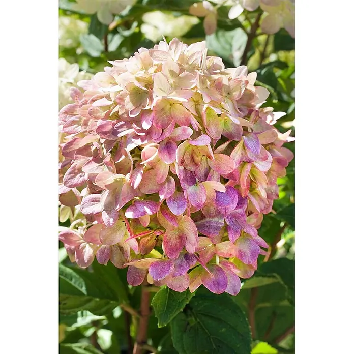 Pflanzen für dich Rispen-Hortensie 40-60 cm - Hydrangea paniculata 'Little Lime', Grün - Eine lebendige Hortensienblüte mit Blütenblättern, die von zartem Rosa zu kräftigem Violett übergehen.