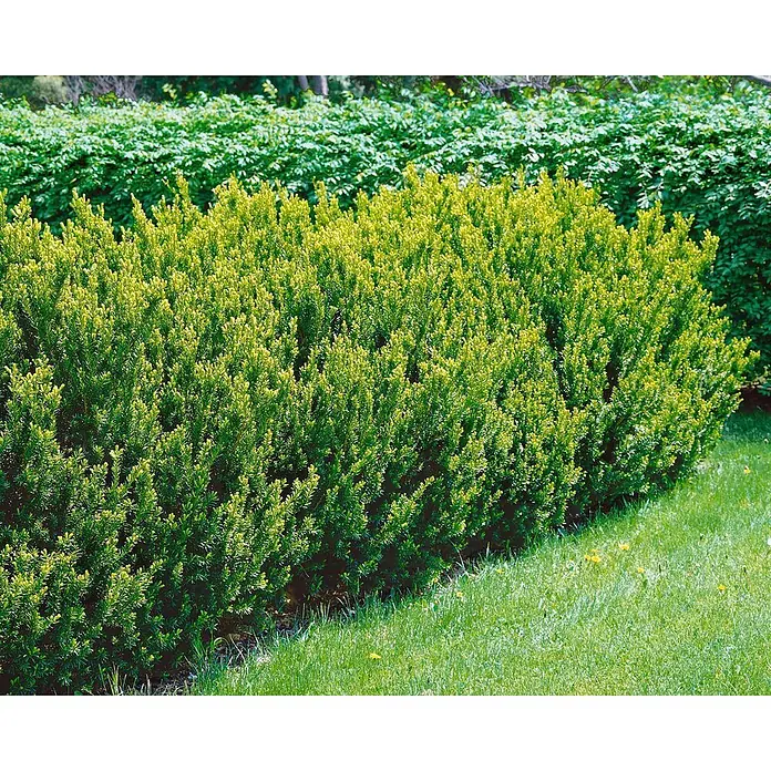 Pflanzen für dich Becher-Eibe 20-25 cm - Taxus cuspidata 'Nana', Aktuelle Wuchshöhe: 20 cm - 25 cm - Üppige goldgrüne Gartenhecke. Dahinter befindet sich eine dunklere grüne Hecke, davor erstreckt sich ein gemähter Rasen.