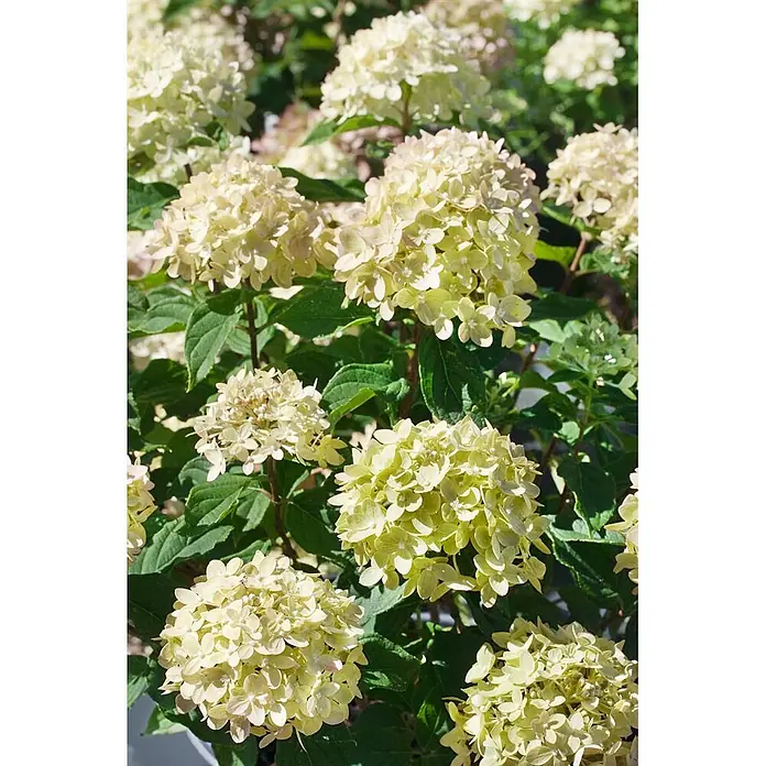 Pflanzen für dich Rispen-Hortensie 40-60 cm - Hydrangea paniculata 'Little Lime', Grün - Strauch mit cremeweißen bis hellgrünen Hortensienblüten in voller Blüte.