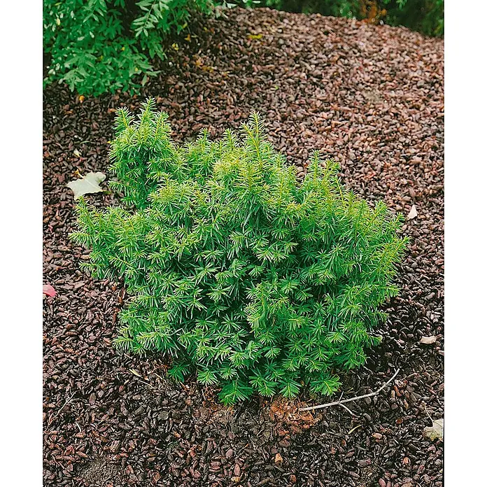 Pflanzen für dich Becher-Eibe 20-25 cm - Taxus cuspidata 'Nana', Aktuelle Wuchshöhe: 20 cm - 25 cm - Kompakter grüner Strauch mit dichtem, nadelartigem Laub, in einem Beet aus braunem Mulch wachsend.