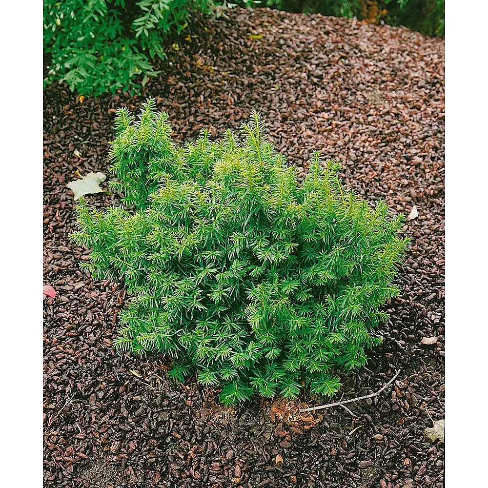 Pflanzen fr dich Becher-Eibe 25-30 cm online kaufen bei BAUHAUS