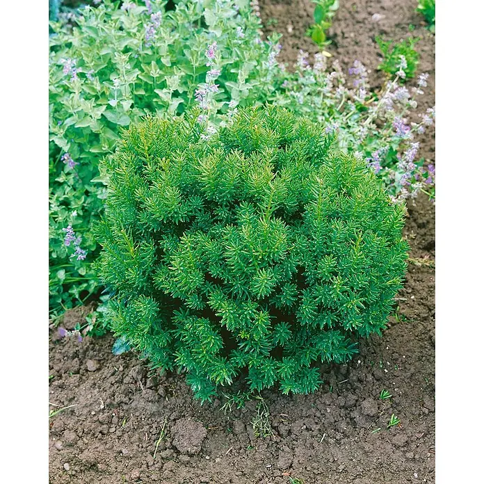 Pflanzen für dich Becher-Eibe 20-25 cm - Taxus cuspidata 'Nana', Aktuelle Wuchshöhe: 20 cm - 25 cm - Ein dichter, kugelförmiger immergrüner Strauch mit leuchtend grünen, nadelartigen Blättern, im Gartenboden gepflanzt.