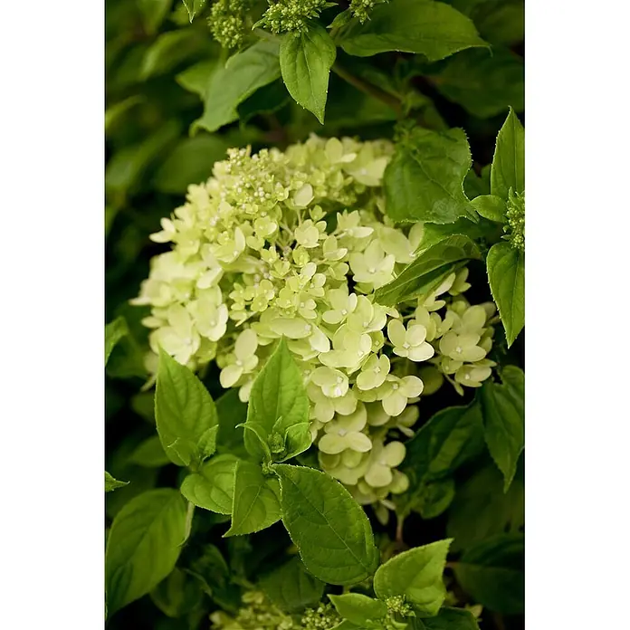 Pflanzen für dich Rispen-Hortensie 40-60 cm - Hydrangea paniculata 'Little Lime', Grün - Hellgrüner Hortensienblütenstand mit leuchtend grünen Blättern.