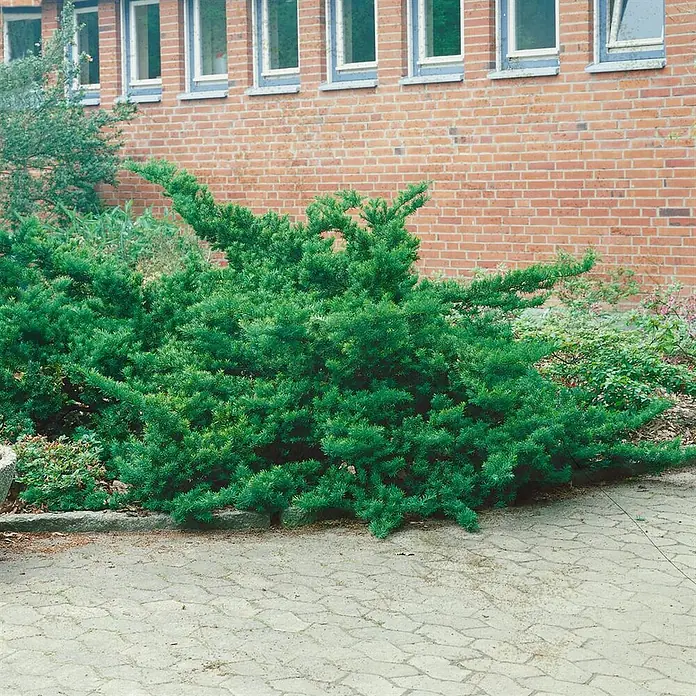 Pflanzen für dich Becher-Eibe 20-25 cm - Taxus cuspidata 'Nana', Aktuelle Wuchshöhe: 20 cm - 25 cm - Ein dichter, niedrig wachsender grüner Strauch mit feinen Nadeln, in einem Beet neben gepflastertem Boden und einem Ziegelgebäude.