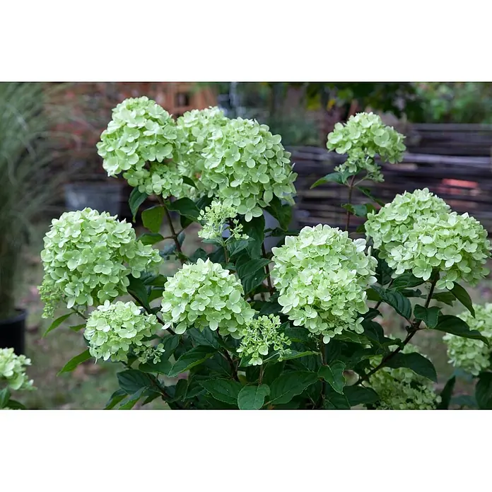 Pflanzen für dich Rispen-Hortensie 40-60 cm - Hydrangea paniculata 'Little Lime', Grün - Blühende Hortensienpflanze mit mehreren Büscheln hellgrüner Blüten.