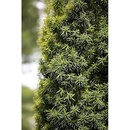 Pflanzen für dich  Heimische Eibe 20-30 cm