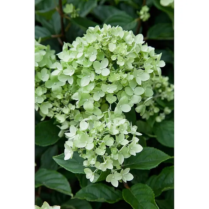 Pflanzen für dich Rispen-Hortensie 40-60 cm - Hydrangea paniculata 'Little Lime', Grün - Üppige Büschel hellgrüner Hortensienblüten.