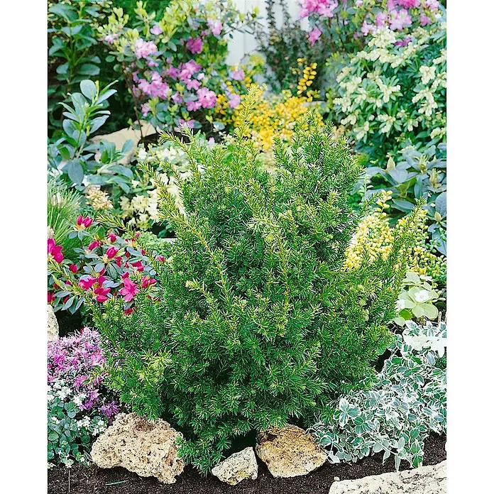 Pflanzen für dich Becher-Eibe 20-25 cm - Taxus cuspidata 'Nana', Aktuelle Wuchshöhe: 20 cm - 25 cm - Kompakte, grüne Zwergkonifere in einem Gartenbeet, umgeben von anderen Pflanzen und Steinen.