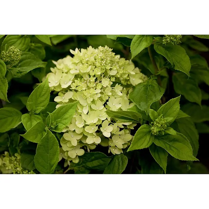 Pflanzen für dich Rispen-Hortensie 40-60 cm - Hydrangea paniculata 'Little Lime', Grün - Dichte Rispe lindgrüner Hortensienblüten umgeben von dunkelgrünen Blättern.