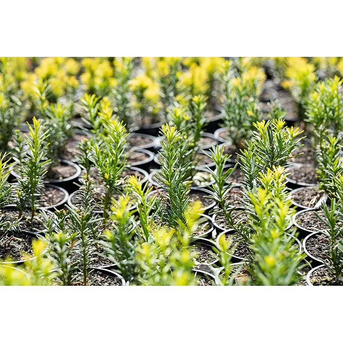 Pflanzen für dich Heimische Eibe 150-175 - Taxus baccata 'Semperaurea', Aktuelle Wuchshöhe: 150 cm - 175 cm - Reihen junger grün-gelber Pflanzen in schwarzen Anzuchttöpfen, pflanzbereit.