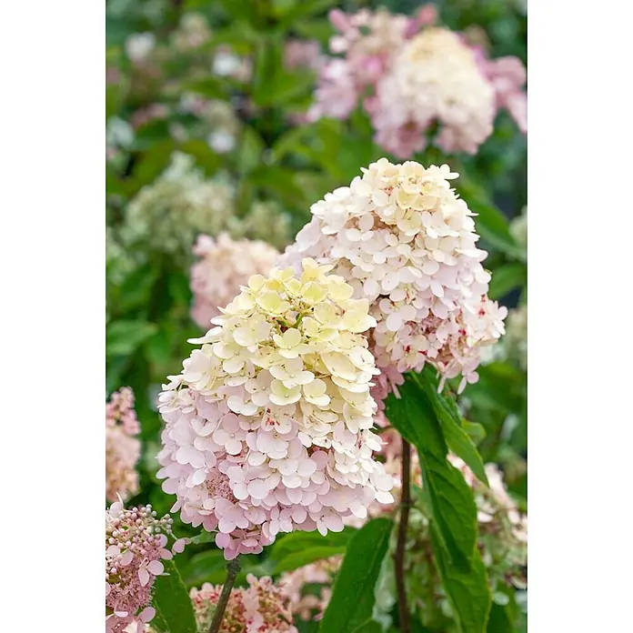Pflanzen für dich Rispen-Hortensie 60-80 cm - Hydrangea paniculata 'Sweet Summer', Weiß - Zartgelbe und rosafarbene konische Hortensienblütenstände.