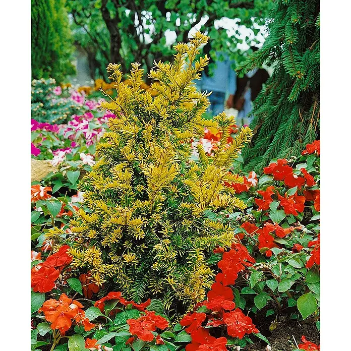 Pflanzen für dich Heimische Eibe 150-175 - Taxus baccata 'Semperaurea', Aktuelle Wuchshöhe: 150 cm - 175 cm - Goldgelber immergrüner Strauch mit leuchtend gelbgrünem Laub, in einem Gartenbeet mit roten und rosa Blumen.
