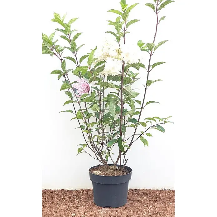 Pflanzen für dich Rispen-Hortensie 40-60 cm - Hydrangea paniculata 'Vanille-Fraise', Mehrfarbig - Weiße Hortensie im Topf mit rosa Produktetikett.