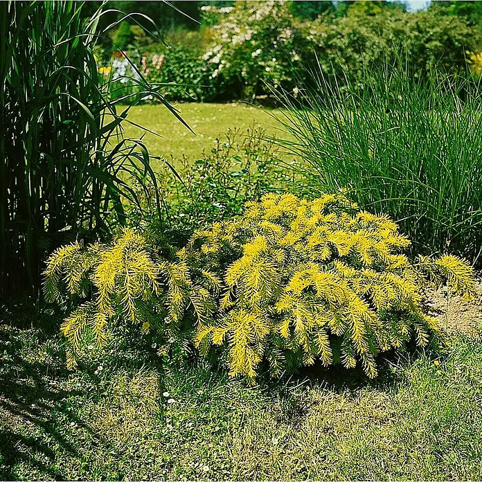 Pflanzen für dich Heimische Eibe 150-175 - Taxus baccata 'Semperaurea', Aktuelle Wuchshöhe: 150 cm - 175 cm - Leuchtend gelber immergrüner Strauch in einem sonnigen Garten mit grünem Gras und höheren Pflanzen.