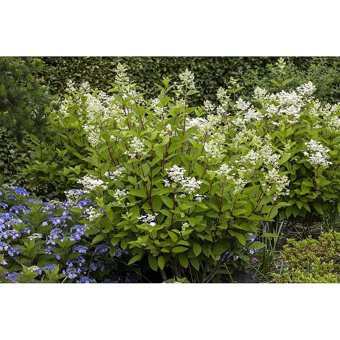 Pflanzen für dich Rispen-Hortensie 125-150 cm - Hydrangea paniculata 'Wim's Red', Rot - Ein großer Strauch mit weißen, konischen Blüten und grünen Blättern, umgeben von anderen Gartenpflanzen, einschließlich blauer Blumen.