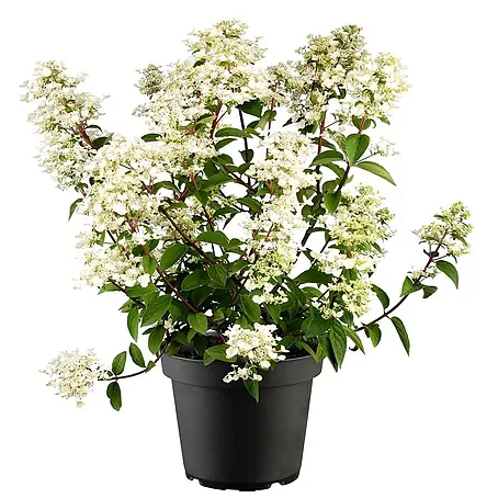 Pflanzen für dich  Rispen-Hortensie 40-60 cm