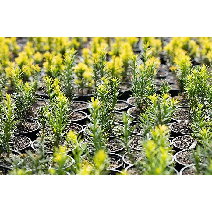 Pflanzen für dich Heimische Eibe 150-175 - Taxus baccata 'Semperaurea', Aktuelle Wuchshöhe: 150 cm - 175 cm - Reihen junger immergrüner Pflanzen in schwarzen Töpfen mit grünem und gelbem Laub, von oben in einer Gärtnerei.