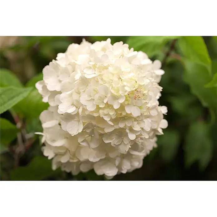 Pflanzen für dich Rispen-Hortensie 125-150 cm - Hydrangea paniculata 'Wim's Red', Rot - Dichte, runde Ansammlung weißer Blüten mit zahlreichen zarten Blütenblättern.