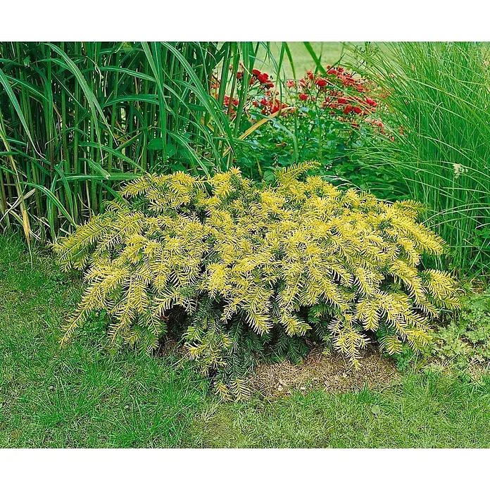 Pflanzen für dich Heimische Eibe 150-175 - Taxus baccata 'Semperaurea', Aktuelle Wuchshöhe: 150 cm - 175 cm - Leuchtend gelber Nadelbaumstrauch mit nadelartigen Blättern im Gartenbeet.