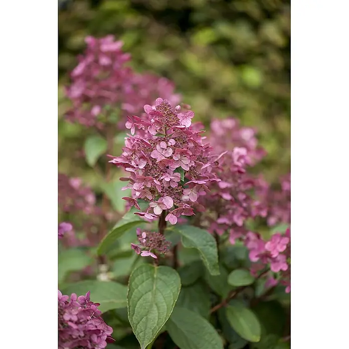 Pflanzen für dich Rispen-Hortensie 125-150 cm - Hydrangea paniculata 'Wim's Red', Rot - Nahaufnahme leuchtend pinker Hortensienblüten mit grünen Blättern.