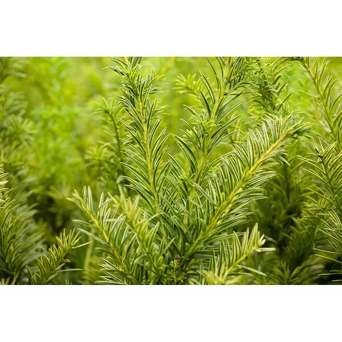 Pflanzen für dich Becher-Eibe 60-70 cm - Taxus media 'Tymon', Aktuelle Wuchshöhe: 60 cm - 70 cm - Üppiges grünes Pflanzenlaub mit markanten hellgrünen und gelb gestreiften Nadeln.