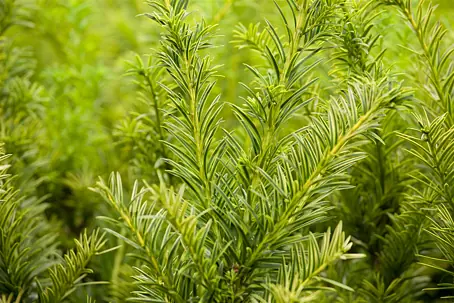 was passt zu eibe Taxus baccata main image 0