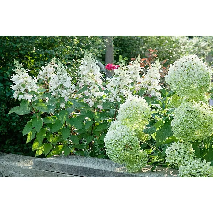 Pflanzen für dich Rispen-Hortensie 125-150 cm - Hydrangea paniculata 'Wim's Red', Rot - Weiße Rispenhortensien und lindgrüne Bauernhortensien blühen in einem sonnigen Garten neben einer niedrigen Steinmauer.