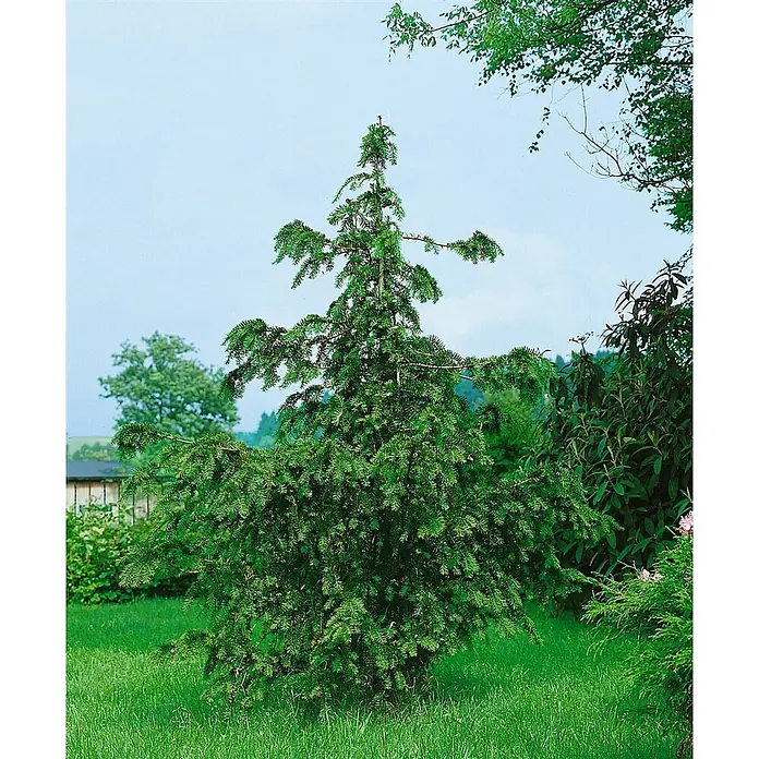 Pflanzen für dich Heimische Eibe 60-70 cm - Taxus baccata 'Dovastoniana', Aktuelle Wuchshöhe: 60 cm - 70 cm - Ein dichter grüner Nadelbaum mit strukturierter Belaubung steht prominent in einem sonnigen Garten.