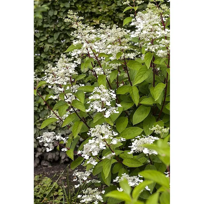 Pflanzen für dich Rispen-Hortensie 125-150 cm - Hydrangea paniculata 'Wim's Red', Rot - Weißblühende Pflanze mit grünen Blättern und rötlichen Stielen in einer Gartenumgebung.