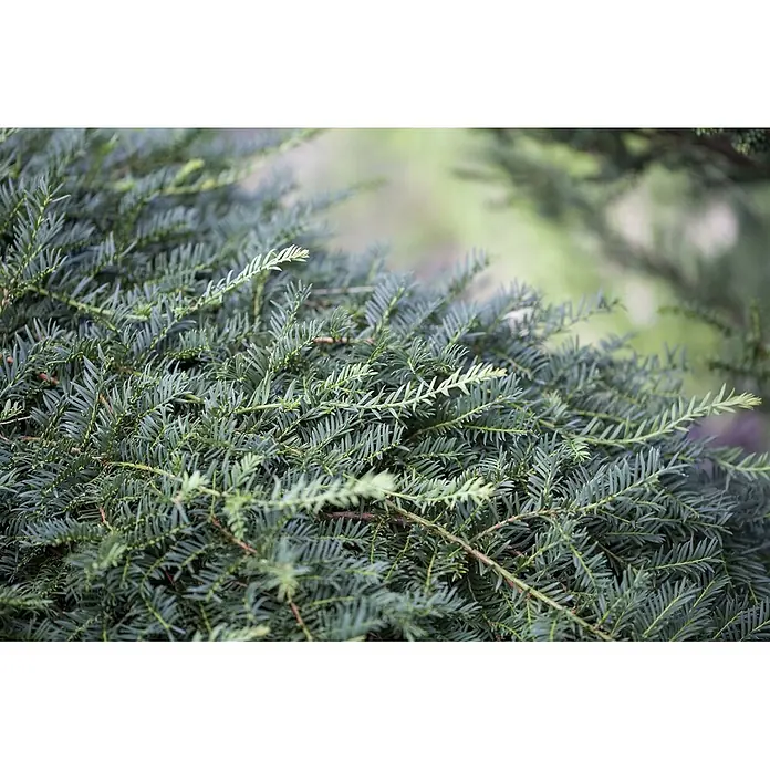 Pflanzen für dich Heimische Eibe 60-70 cm - Taxus baccata 'Dovastoniana', Aktuelle Wuchshöhe: 60 cm - 70 cm - Dichtes, dunkelgrünes immergrünes Laub mit Nadeln und helleren neuen Trieben.