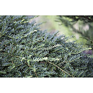 Pflanzen fr dich Heimische Eibe 25-30 cm online kaufen bei BAUHAUS