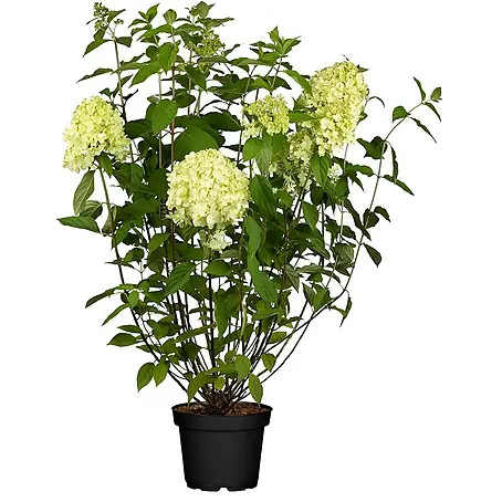 Pflanzen für dich  Rispen-Hortensie 100-125 cm