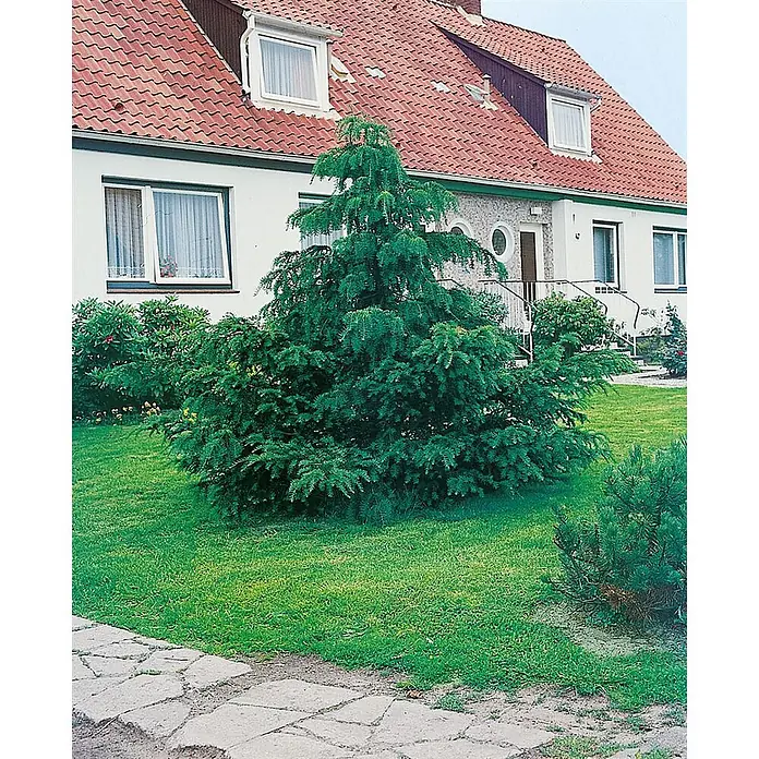 Pflanzen für dich Heimische Eibe 60-70 cm - Taxus baccata 'Dovastoniana', Aktuelle Wuchshöhe: 60 cm - 70 cm - Ein weißes Haus mit rotem Ziegeldach und grünem Garten, mit einem großen, dichten Nadelbaum auf einem Rasen.