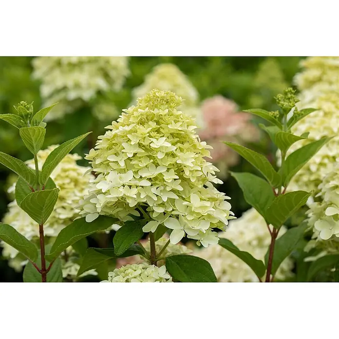 Pflanzen für dich Rispen-Hortensie 40-60 cm - Hydrangea paniculata 'Magical Candle', Creme - Hellgrüne und cremefarbene Rispenhortensienblüten zwischen grünem Laub.
