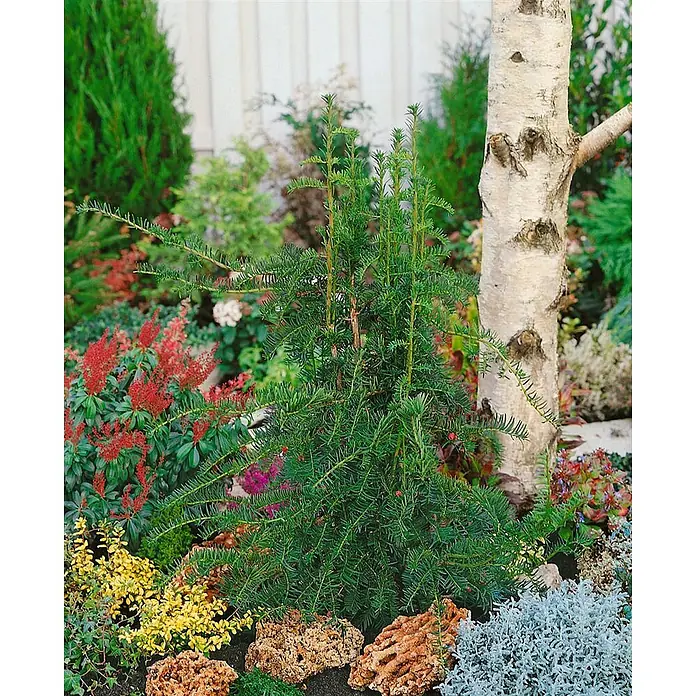 Pflanzen für dich Heimische Eibe 60-70 cm - Taxus baccata 'Dovastoniana', Aktuelle Wuchshöhe: 60 cm - 70 cm - Ein dichter, dunkelgrüner Säulen-Nadelstrauch mit aufstrebenden Ästen in einem farbenfrohen Gartenbeet.