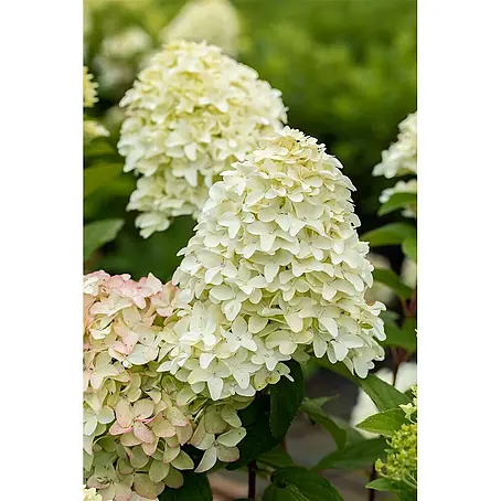 Pflanzen für dich  Rispen-Hortensie 40-60 cm