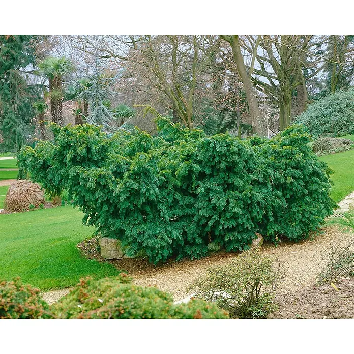 Pflanzen für dich Heimische Eibe 60-70 cm - Taxus baccata 'Dovastoniana', Aktuelle Wuchshöhe: 60 cm - 70 cm - Dichte, dunkelgrüne immergrüne Sträucher in einem Garten neben einem Kiesweg und Rasen.