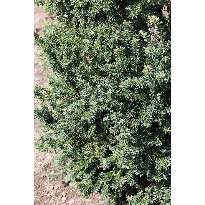 Pflanzen für dich Heimische Eibe 25-30 cm - Taxus baccata 'Schwarzgrün', Aktuelle Wuchshöhe: 25 cm - 30 cm - Dichter immergrüner Strauch mit dunkelgrünen Nadeln und hellgrünem Neuaustrieb.