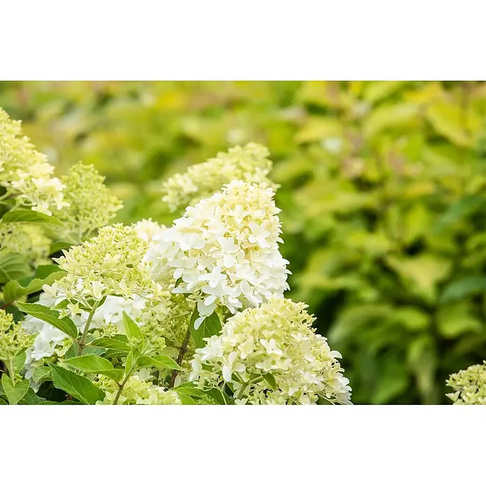 Pflanzen für dich Rispen-Hortensie 60-80 cm - Hydrangea paniculata 'Skyfall', Weiß - Weiße und hellgrüne konische Blütenstände in voller Blüte.