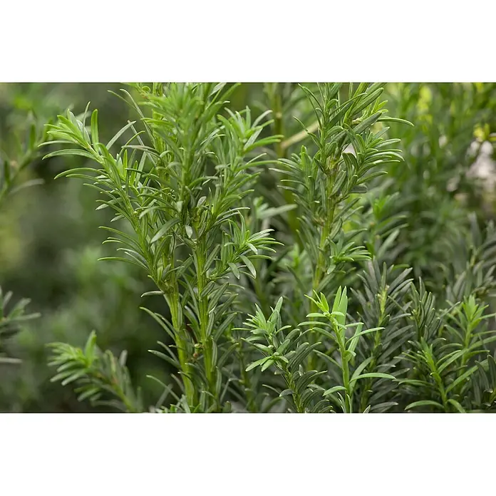 Pflanzen für dich Heimische Eibe 25-30 cm - Taxus baccata 'Schwarzgrün', Aktuelle Wuchshöhe: 25 cm - 30 cm - Nahaufnahme frischer grüner Nadelblätter einer immergrünen Pflanze.