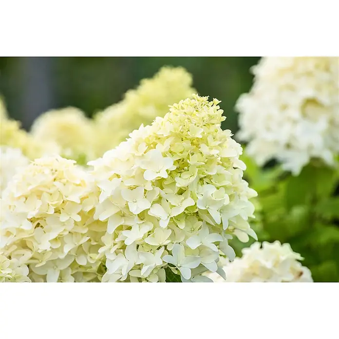 Pflanzen für dich Rispen-Hortensie 60-80 cm - Hydrangea paniculata 'Skyfall', Weiß - Nahaufnahme von cremeweißen bis hellgelben Rispenhortensienblüten in dichten, kegelförmigen Büscheln.