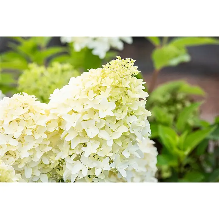 Pflanzen für dich Rispen-Hortensie 60-80 cm - Hydrangea paniculata 'Skyfall', Weiß - Gruppe cremeweißer und hellgelber Hortensienblüten.