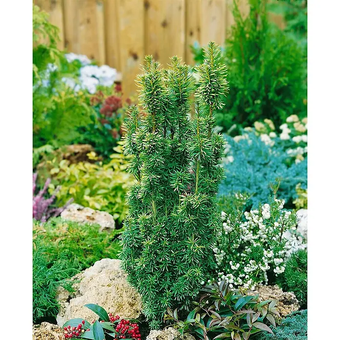 Pflanzen für dich Becher-Eibe 70-80 cm - Taxus baccata 'David', Aktuelle Wuchshöhe: 70 cm - 80 cm - Säulenförmige immergrüne Pflanze mit dichtem grünem Laub in einem Garten.