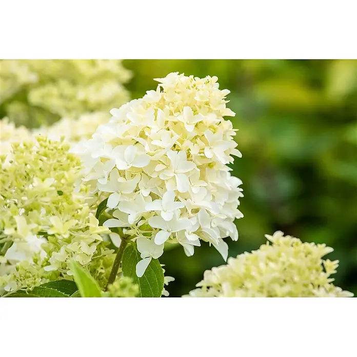 Pflanzen für dich Rispen-Hortensie 60-80 cm - Hydrangea paniculata 'Skyfall', Weiß - Weiße und hellgrüne Rispenhortensienblüten, dicht kegelförmig angeordnet.