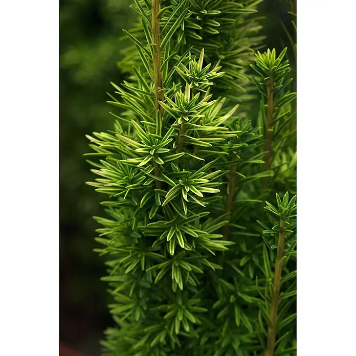 Pflanzen für dich Becher-Eibe 70-80 cm - Taxus baccata 'David', Aktuelle Wuchshöhe: 70 cm - 80 cm - Nahaufnahme einer leuchtend grünen Pflanze mit dichtem, panaschiertem Nadelwerk.