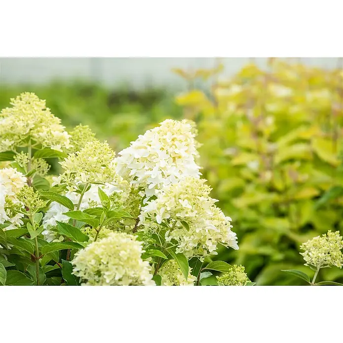 Pflanzen für dich Rispen-Hortensie 60-80 cm - Hydrangea paniculata 'Skyfall', Weiß - Weiße und hellgrüne Blüten blühen in einem Garten.
