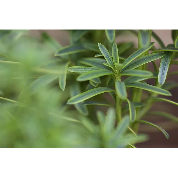 Pflanzen für dich Becher-Eibe 70-80 cm - Taxus baccata 'David', Aktuelle Wuchshöhe: 70 cm - 80 cm - Lebhaft grüne Pflanze mit länglichen, gesunden Blättern, teils unscharf.