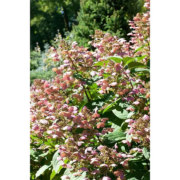 Pflanzen für dich Rispen-Hortensie Rispenhortensie - Hydrangea paniculata 'Little Quick Fire', Rosa - Busch mit zahlreichen rosa-violetten Blüten und grünen Blättern.