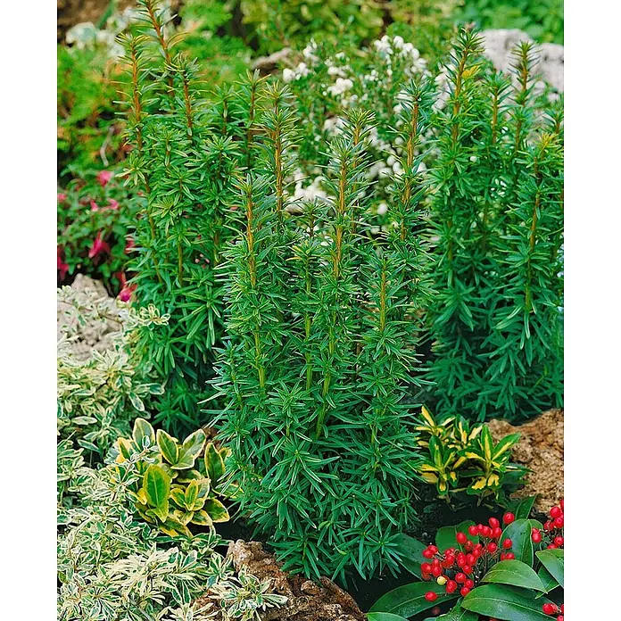 Pflanzen für dich Becher-Eibe 70-80 cm - Taxus baccata 'David', Aktuelle Wuchshöhe: 70 cm - 80 cm - Hohe, säulenförmige immergrüne Pflanze mit dichten grünen Nadelblättern und rotbraunen Stielen, in einem lebhaften Garten.
